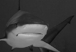 Reef Shark.  60 mm macro lens. by David Heidemann 